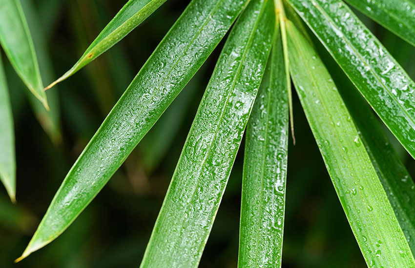 Benefícios do tecido de bambu (fibra)