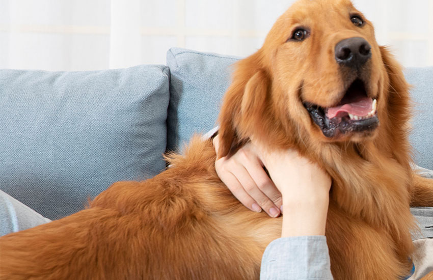 As fraldas para animais de estimação podem ser uma boa escolha