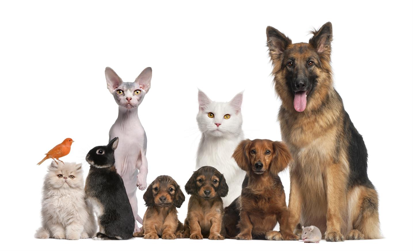 A maneira correta de usar Pet Pads para filhotes e gatinhos