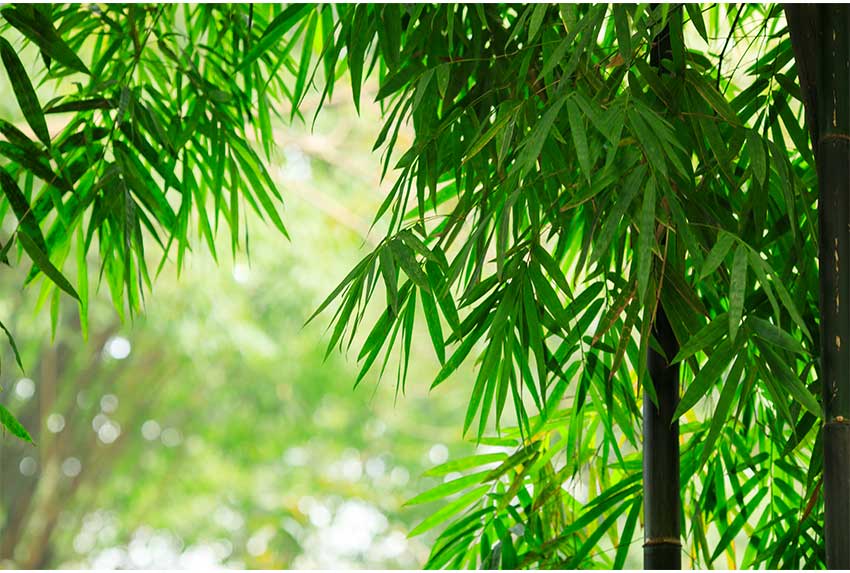 Melhores alternativas aos lenços umedecidos: as opções ecológicas que você precisa conhecer